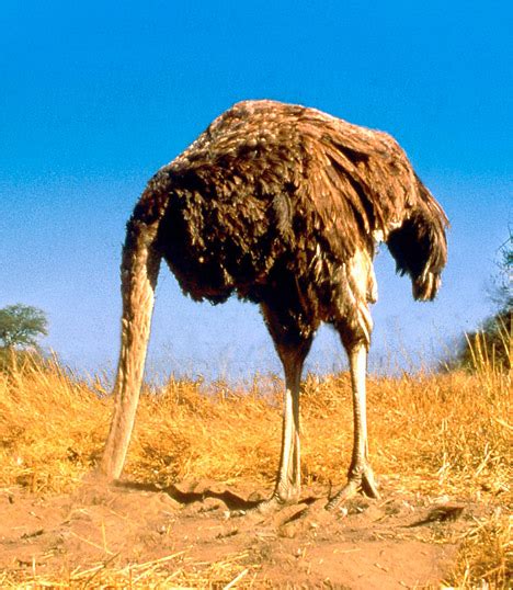 Why Ostriches Dont Bury Their Heads In The Sand And The Surprising