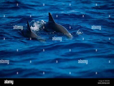 Spinner Dolphin Hawaiian Race Stenella Longirostris Two Swimming At