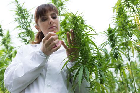 The city approved a local tax of 6% to begin in 2019. Cannabis Digital Marketing - Should You Even Try ...
