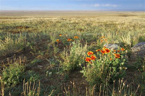 Rewilding In Progress Learning From The American Prairie