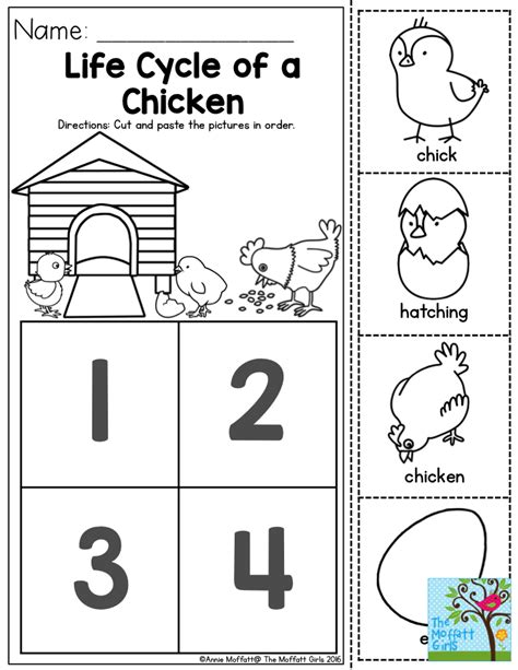 Life Cycle Of A Chicken Sequencing Worksheet Printable