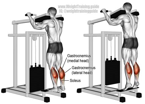 Wait…calf genetics? if the broscience alarm just went off in your head, let me explain. Machine standing calf raise instructions and video ...