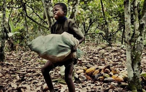 Child Labour Rising In West Africa Cocoa Farms Study