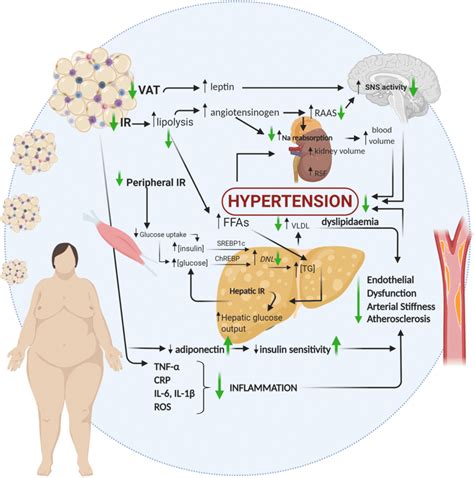 Mechanisms Of Visceral And Ectopic Adipose Tissue Contribution To
