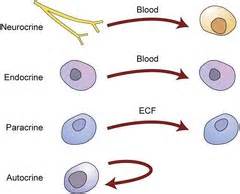 ch 39 The Endocrine System Functions Flashcards | Quizlet