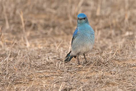 Colorado Birding Tours Birdwatching Tours Birdquest