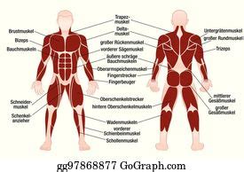 When you first get the list of muscles you need to however, once you know that muscle names are latin phrases, you can use them as shortcuts to help you find and learn the muscles faster and more. Body Muscle Names Chart - The 25+ best Body muscles names ideas on Pinterest | Names of muscles ...