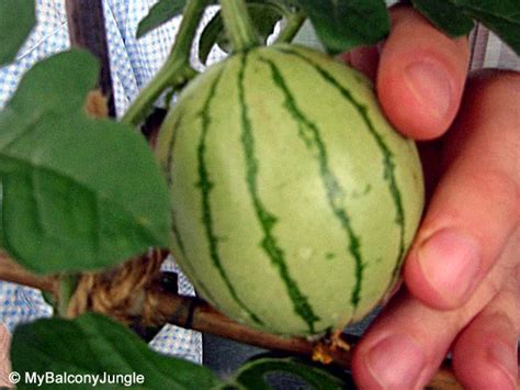 Watermelon should always be stored in the fridge ¼ of a small watermelon. Growing Watermelons in Containers or small spaces ...