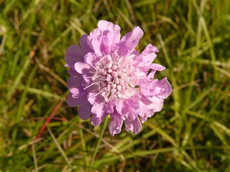 Free Images Nature Grass Blossom Meadow Flower Petal Bloom