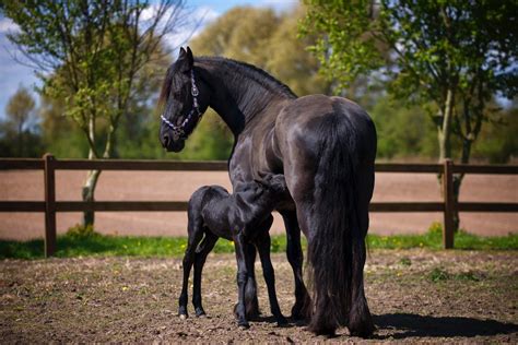 In simple words, it measures how long animals are pregnant for. Horse Reproductive Cycle: How Long Are Horses Pregnant For?