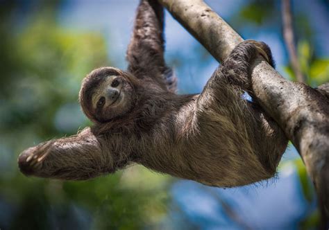 13 Of The Cutest Tree Dwelling Animals In The World
