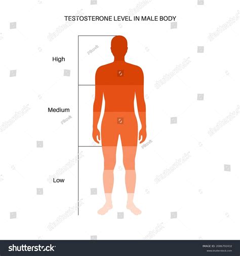 Testosterone Level Color Chart Sex Hormone Stock Vector Royalty Free