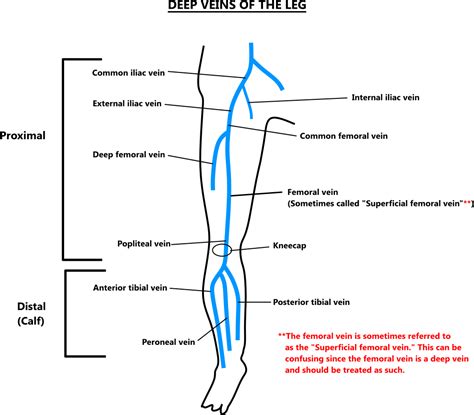 Lower Leg Veins Anatomy