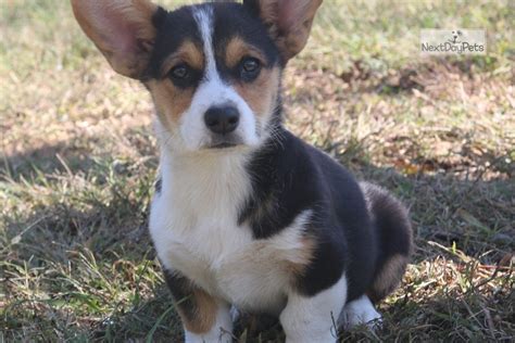 These puppies are so sweet! Millie: Welsh Corgi, Pembroke puppy for sale near Springfield, Missouri. | 5314c5eb41