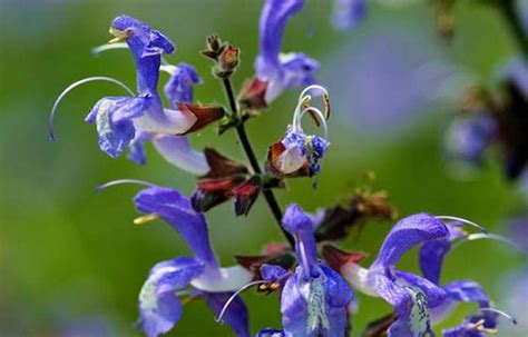 Salvia Officinalis Revista De Flores Plantas Jardinería Paisajismo