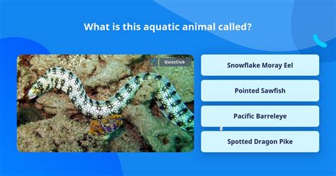 What Is This Aquatic Animal Called Trivia Questions Quizzclub