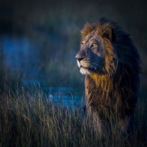 Lion At Sunset By Chris Fischer On 500px With Images Wildlife