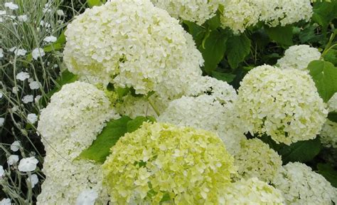 Sobald kein frost mehr zu erwarten ist, schneiden sie die alten blütenstände. Hortensien schneiden | Hortensien, Hortensie schneiden und ...