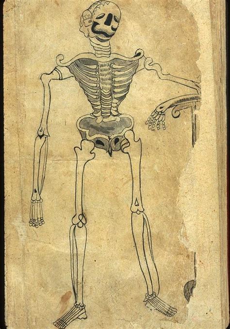 Human Skeleton Leaning On A Scythe Photograph By Everett Fine Art America