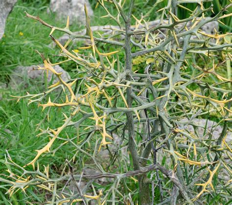 Wirtualny atlas roślin: Poncyria trójlistkowa / Poncirus trifoliata