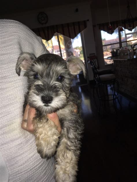 Miniature Schnauzer Puppies For Sale FL FL 318279