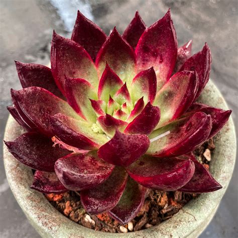 Real Live Succulent Cactus Plant Echeveria Plato Succulent Zone