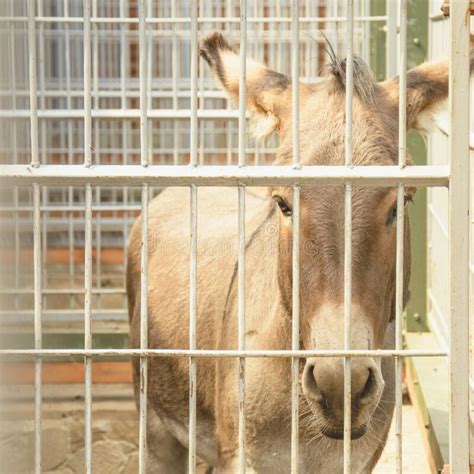 Beautiful Donkey Sits In A Zoo Stock Photo Image Of Cage Pack 195091858
