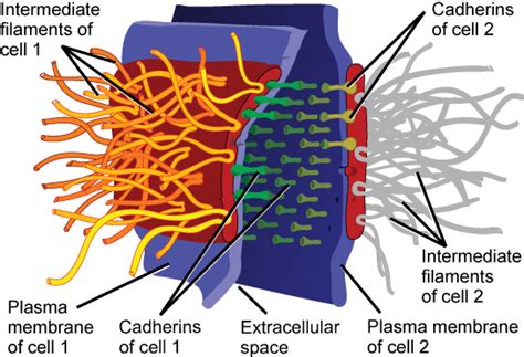 The Cell Surface Biology For Majors I