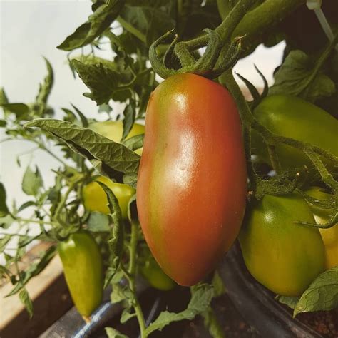 New Leaf Nurseries 15 Tomato Super Marmande