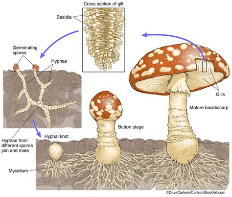 Life Cycle Of A Mushroom