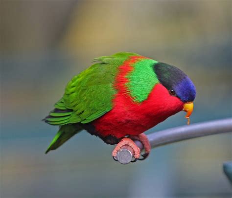 Collared Lory National Bird Of Fiji Interesting Facts About Collared