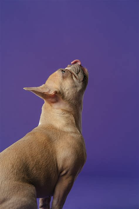 Pug Pet Dog Protruding Tongue Animal Hd Phone Wallpaper Peakpx