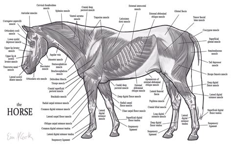 Basic back and side anatomy'. Horse muscle anatomy | Pearltrees