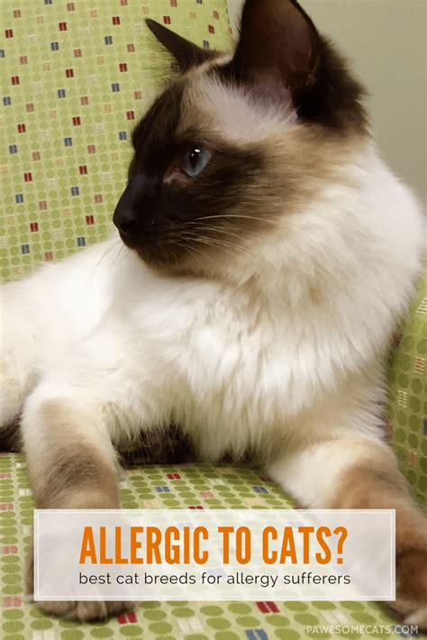 Check spelling or type a new query. Best Cat Breeds for People With Allergies | Best cat ...