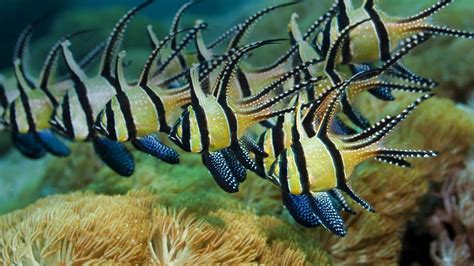 Fish Indonesia Sea Anemones Bing Exotic High Quality