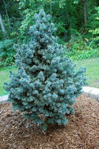 Small Evergreen Trees For Shade Williamcheeks