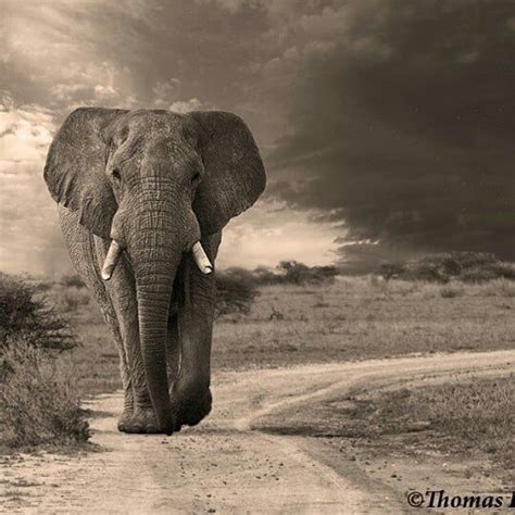 Magnificent Creature Wildlifeowners Sepia Elephant Photo By