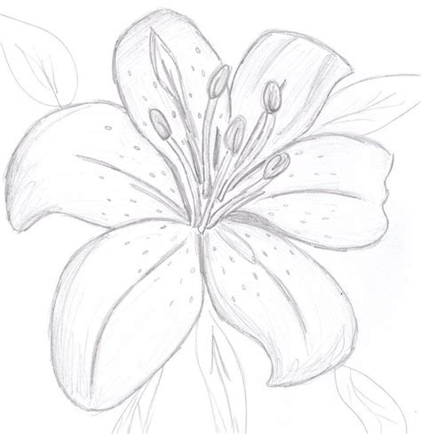 Colourless Tiger Lily By SunnyBunny13 On DeviantArt Lilies Drawing
