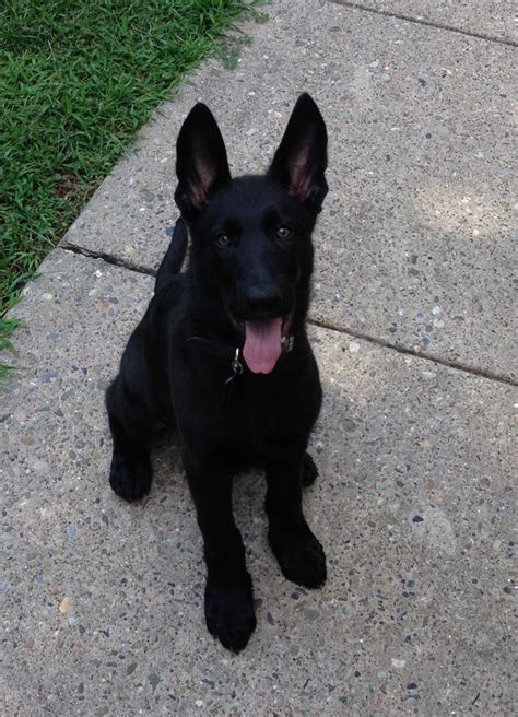 All black german shepherd puppy - my little sweetie! | Black german shepherd dog, Black german