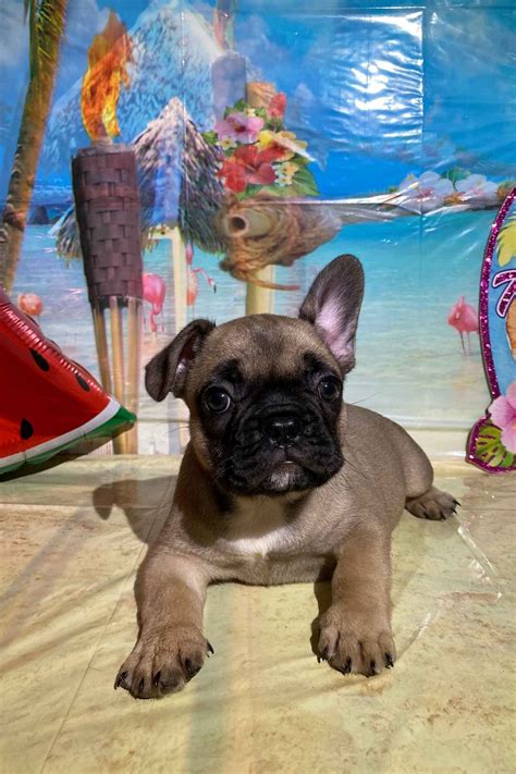 Gia is the perfect little girl. ADORABLE FRENCH BULLDOG PUPPIES in California - FrenchieForSale.com