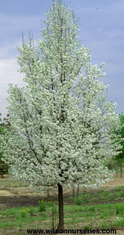 #chanticleergarden in wayne, pa & #americasgardencapital chanticleer is open for the 2021 season. Chanticleer Flowering Pear - Wilson Nurseries | Landscape ...