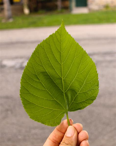 Linden Tree Identification