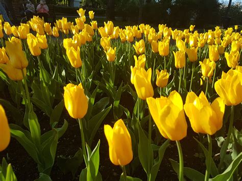 Terkeren 16+ Gambar Bunga Tulip Yang Besar - Gambar Bunga Indah