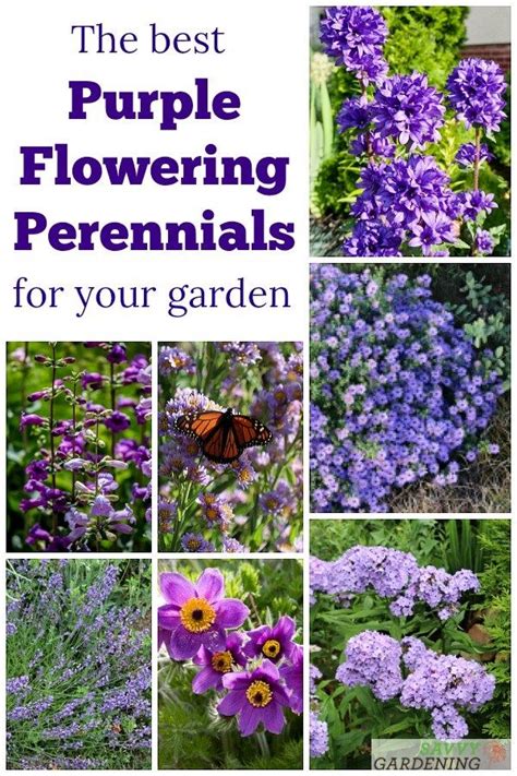 Sun & shade border perennials, hydrangea, lavender, roses & much more. Purple Perennial Flowers: 24 Brilliant Choices for Gardens ...