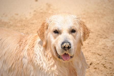 They are not different breeds! Autumn Lake Golden Retrievers - Golden Retriever Puppies ...