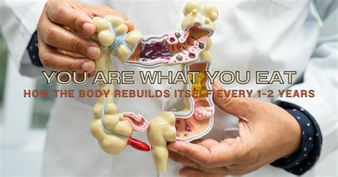 The Body Rebuilds Itself Every 1 2 Years Jd Nutrition