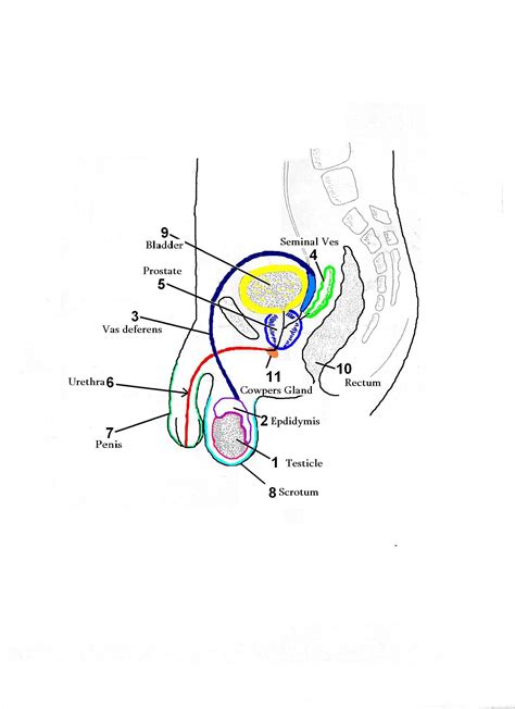 Diagrams Of Male Reproductive System Diagrams