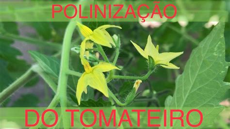 PolinizaÇÃo Manual Do Tomateiro Youtube