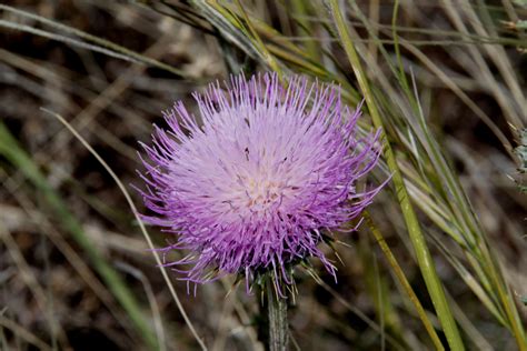 We did not find results for: Wildflower, The Dells, Prescott, AZ | Wild flowers, Plants ...