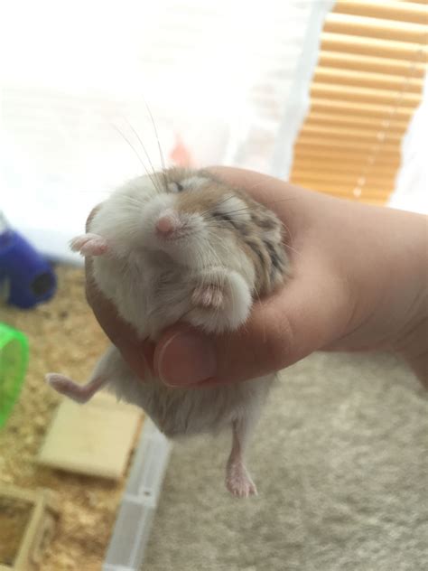 Cute Dwarf Hamster Sleeping